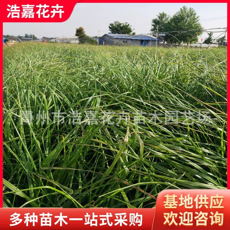 Маленький кролик, саженцы травы, декоративная трава, фиолетовая трава, цветок, морской парк, зеленение, оптовая продажа травы