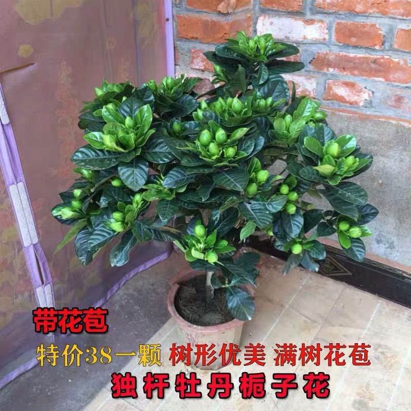 独杆栀子花苗四季开花大叶牡丹盆栽浓香型客厅阳台带花苞