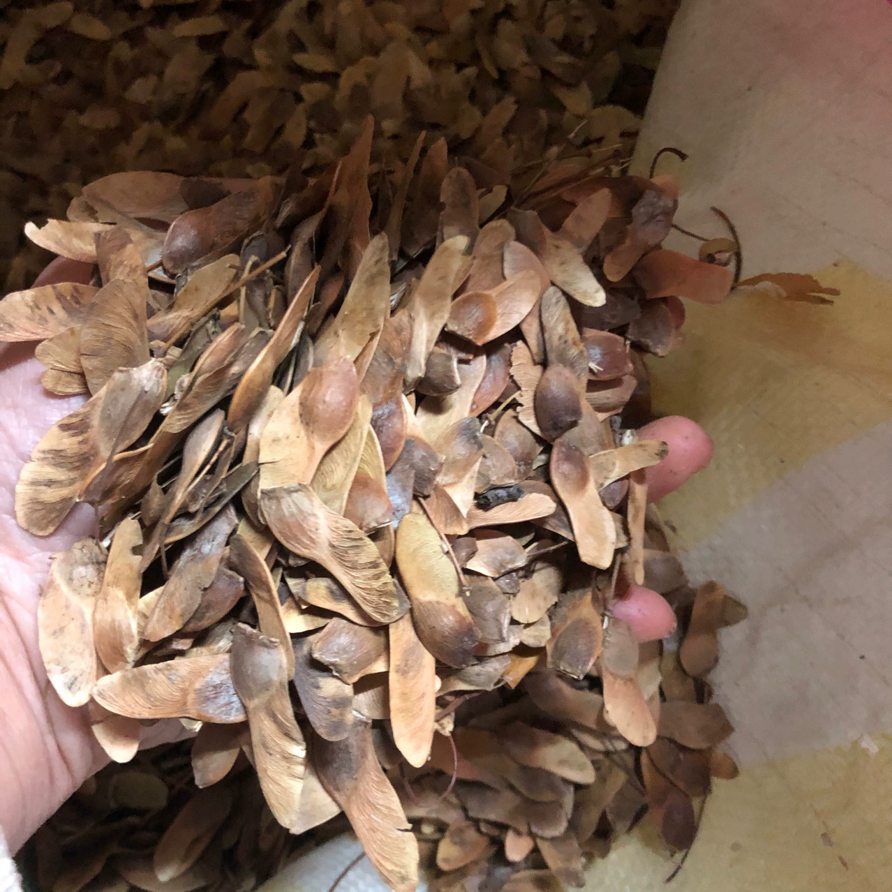 Семена Acer Truncatum Семена клена Недавно собранные семена Acer Truncatum имеют большую цену.