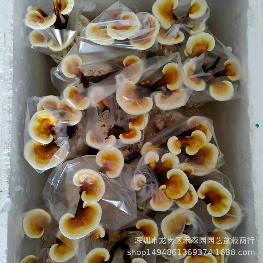食用观赏活体灵芝盆景盆栽蘑菇灵芝菌包菌种植灵芝苗基地批发直供-阿里巴巴