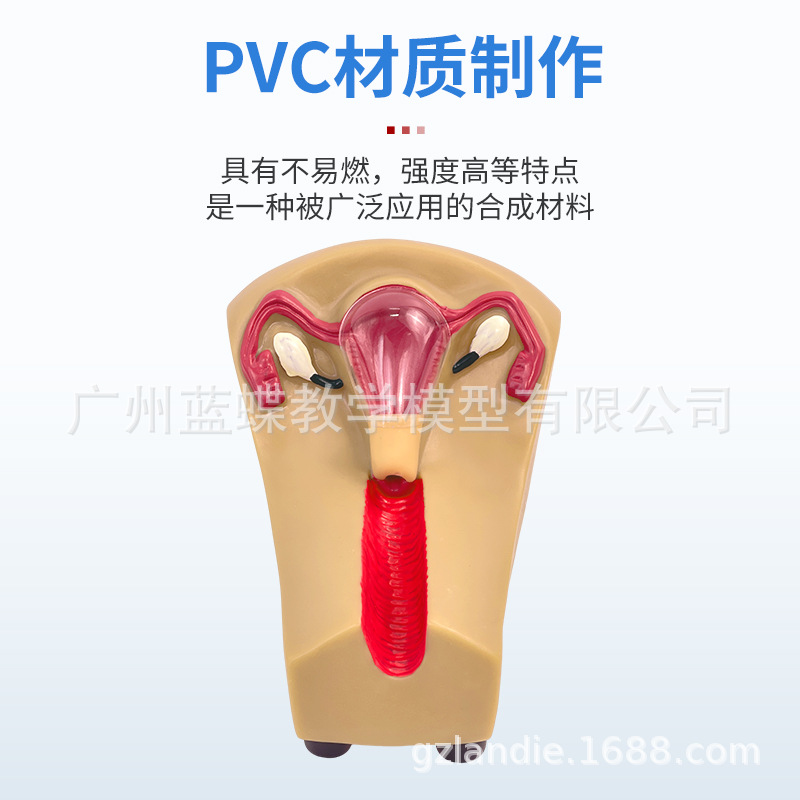 ��ѧŮ����ֳ�����ӹ��������ѳ� ����ָ��ģ�� �ƻ��������Ƽ��