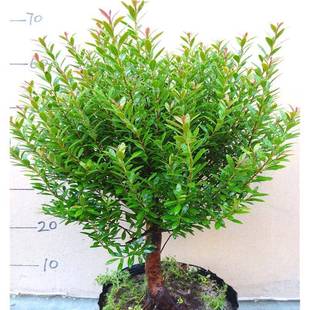 ���FС�~����辰�ļ����k���� �͏d���� ���� ���~ �tѿ����옶