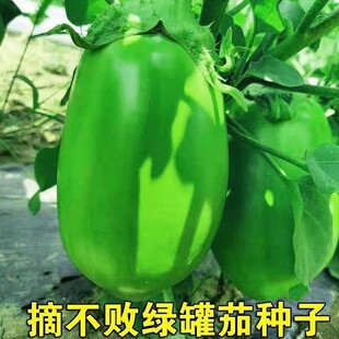 ����Ʒ�������G�ѷN���ļ�������Ƥ�Gɫ���ӷN����������G�ѷN��