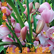 蘭花品種 蘭花品種批發 促銷價格 產地貨源 阿里巴巴