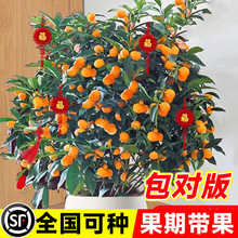 ��ۘ����Ԙ���͏d��ʳ�ù����҃�ֲ���ļ�������Ƥ���Ӵ��͹���