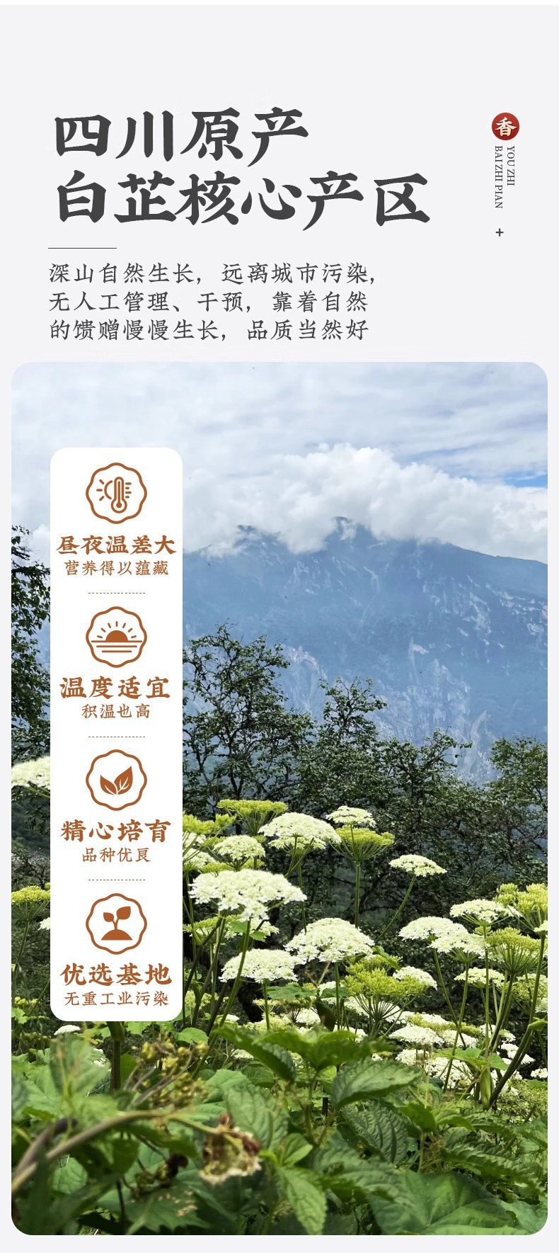 Bai Zhi Dried Angelica Dahurica Root Slices 100g Bottle Traditional Chinese Herb for Decoction and Culinary Use key features