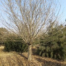 供应现货批发樱花树基地种植园林现挖现卖日本晚樱型号齐全风景树