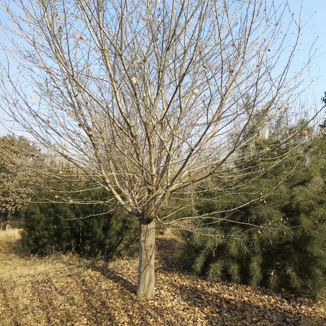 供应现货批发樱花树基地种植园林现挖现卖日本晚樱型号齐全风景树