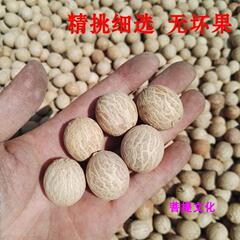 菩提果白玉根菩提子白果原11-30mm大原料論斤売り