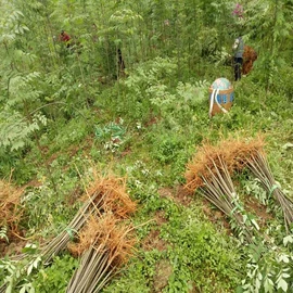 园林果树;灌木;乔木