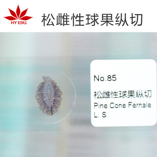 Pine Female Ball Fruit Vertical Cut Microscope Slide Specimen Student Observation Biological Slice Dyeing Uniform Imaging Clear