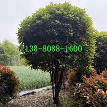 �����𻨣����U���^�𻨣����΃����ڷ���Ȼ ��·�tԺ�񾰅^�G��