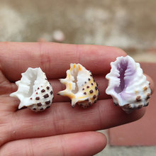 白齿岩螺天然贝壳海螺紫口岩螺黄标本螺鱼缸水族装饰拍摄道具稀有