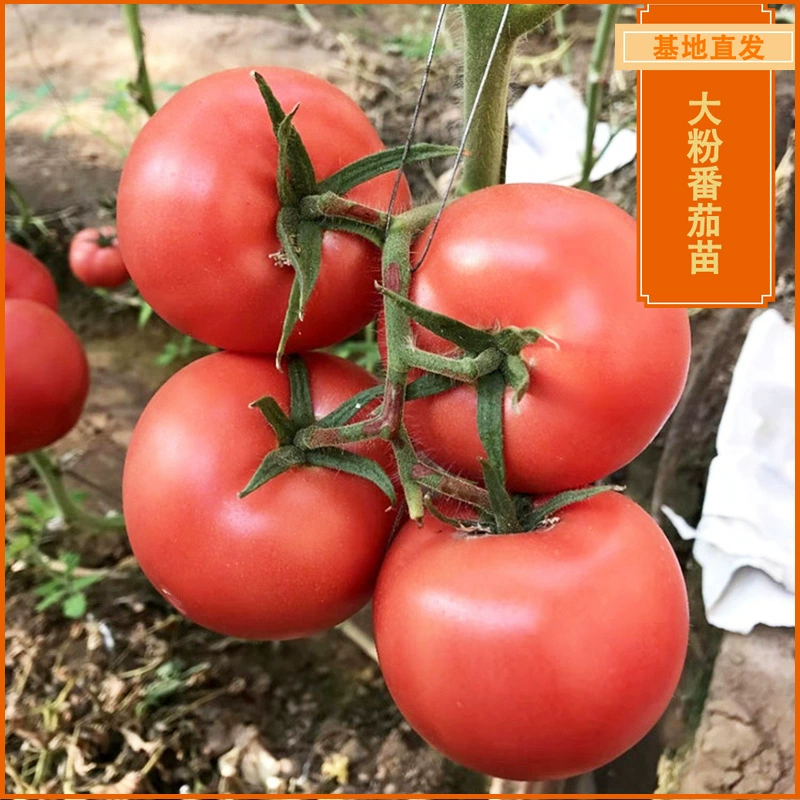 Поставка больших фруктовых твердых порошков саженцев томатов, саженцев томатов напрямую поставляется из поля, порошковые саженцы томатов, ранний источник, осень, Янся