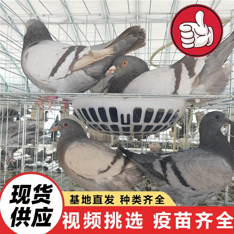 Кормление квадратных голубей в туристических местах, оптовая продажа живых голубей, цены на белоголовых королевских декоративных голубей и серых голубей на свободном выгуле