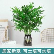 袖珍椰子水培植物驱蚊竹水养富贵椰子客厅办公室桌面好养绿植花卉