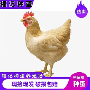 ���N���S�u�N���������u�N���ܾ����ɷ���С�u�߮a���u�����u