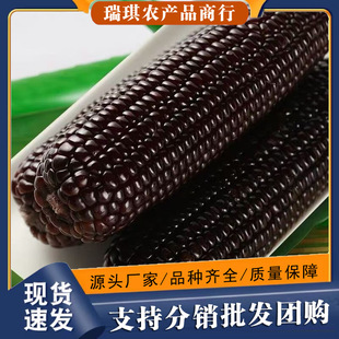 �|����Ŵ����10�����]���r������װ��ӷǼ�ʳ��ճ�۰�������߲�