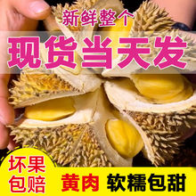 泰國榴蓮金枕頭榴蓮新鮮水果包郵當季進口整個甲侖巴掌榴蓮帶殼