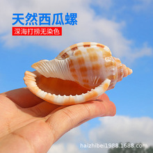 西瓜螺天然贝壳海螺鱼缸水族造景卷贝鱼寄居蟹繁殖壳创意多肉盆栽