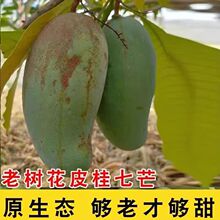 广西老树桂七花皮芒果新鲜应季水果包邮当季整箱9斤批发贸易
