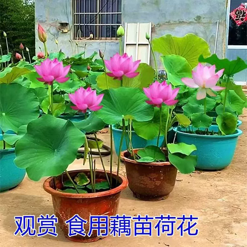 Съедобные рассада корня лотоса, корни, высокоурожайный крупный овощной корень лотоса Икеда, рассада лотоса, розовые хрустящие семена, рассада корня лотоса, рассада корня лотоса