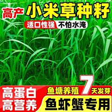 小米草种籽四季高产畜牧养殖水草鱼虾蟹多年生耐寒耐热牧草种子籽