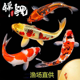 �\����ˮ���N���~���~�~����~��ˮ���l�^�p�~�ͻ���B�\���O��