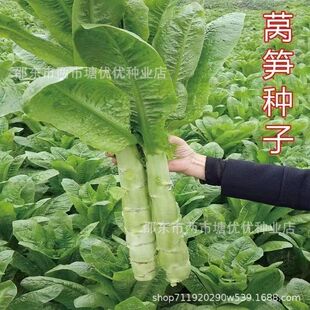 �S�a���^�n�S�N�ӿ��ߜ��n���Ѱ�Ƥ�G���n�S�����ﶬ�ļ��߲˷N��