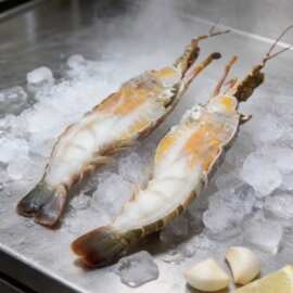 批发鲜活速冻小青龙虾 冷冻青龙仔 龙虾仔 海虾海鲜冻品 烧烤食材