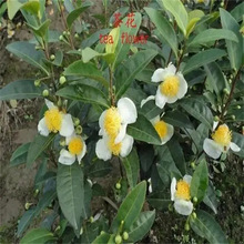 南板蓝根叶子新鲜大青叶中药材泡水苗马蓝靛盆栽苗植物清热下火茶