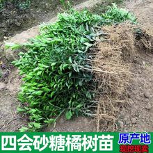 ���Ә���VԪɳ�ǽ��ĕ�ɰ�������Ϸ���������Y�����Լ޽ӽ�����