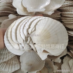 バーベキュー用にんにく蓉ファン白い大扇貝殻蒸しホタテハワイ半殻大トレー貝殻熱売