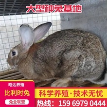 肉兔养殖场散养兔价格杂交野兔多少钱一组成年种兔现在兔子报价