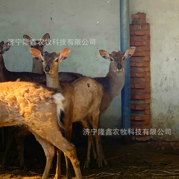 Сколько стоит маленький олень? Ферма сика продаёт сика для туристических мест и живых оленей.