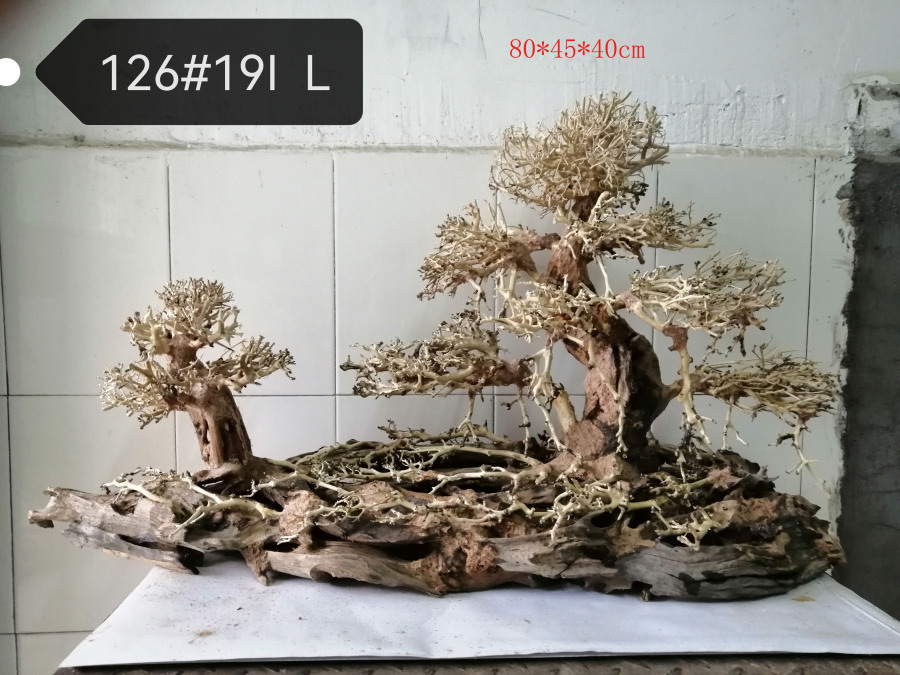 Бразильское дерево 19IL