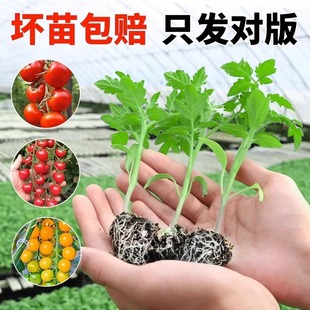 ļС̨tǧ}Ů紺＾÷N