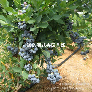 �沮���{ݮ���ϱ����Nֲ�����{ݮ�����̨ͥԺ���Թ����箔��Y��