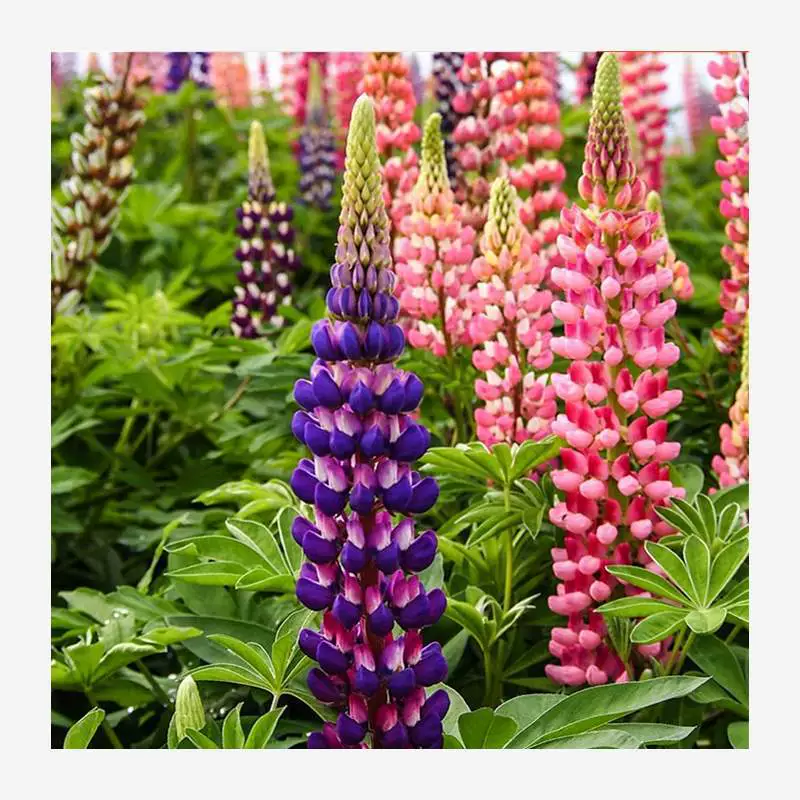 Легко посевные семена люпина для всех сезонов, цветочные растения в горшках на балконе во дворе, легко живущие семена цветов, постоянно цветущие.