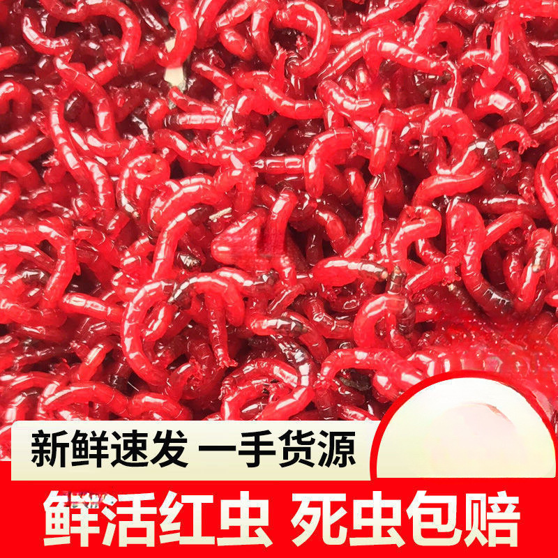 鲜活红虫活饵特大号公虫喂鱼饵拉饵钓鱼蚯蚓天津鲫鱼野钓饵料