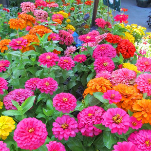 ���ղݻ��N���ļ����׷N���^���ܷN�Ӳ�˹���Ѱ��վջ����ղݷN��