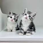 幼猫美短起司矮脚猫咪矮脚可爱健康纯种短腿美国短毛活体小猫