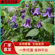 如古铁线莲花苗多年生攀援爬藤花卉可爱铃铛阳台观花垂吊藤蔓植物