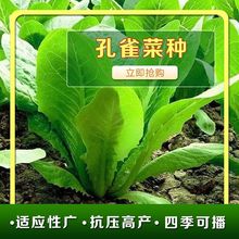 孔雀菜种子四季播生菜种籽生吃脆甜高营养沙拉直立生菜蔬菜种子