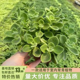 Potted Bonsai for Indoor Air Purification, Mosquito Repellent, Refreshing Green Plant, Evergreen Foliage Flower Plant with a Light Fragrance