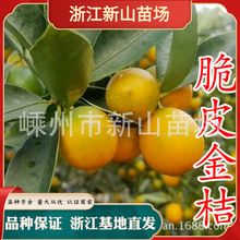 �𵰽����ڰ���Ƥ��������Խ�̘���ʳ�ÏV���޽����ļ�����Y��