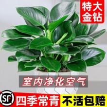 一件代发金钻绿公主盆栽带花苞绿箩萝水培植物办公室内花卉绿植四