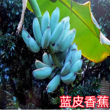 �ʵ۽������O���۽��玧��צ���{�㽶�н�9̖�㽶���ļ��N�㽶��