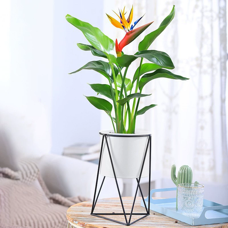 Райская птица Рассада кранхий Крытый Большие зеленые растения Вечнозеленая гостиная Зеленые растения Цветы Комнатные растения