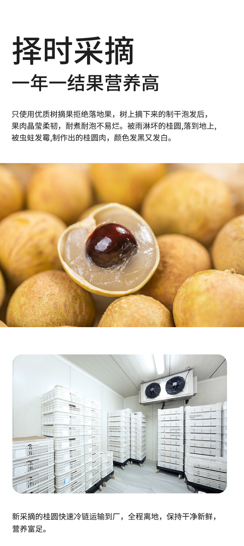 Dried Longan Fruit Tea Gui Yuan Rou 350g Can Sugar-Free Pitted Herbal Floral Tea in use